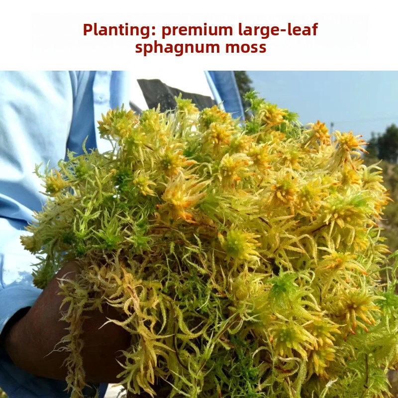 Sphagnum Moss Dry - มอสส์สปฟักนัมเกรดเอแบบแห้ง, วัสดุปลูกธรรมชาติสำหรับกล้วยไม้ฟาแลนนอปซิส, วัสดุรองพื้นสำหรับสัตว์เลื้อยคลานสำหรับการพักตัวของเต่า