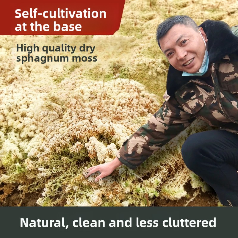 มอสส์สปฟักนัมเกรดเอแบบแห้ง, วั - Sphagnum Moss Dry บทวิจารณ์และราคา