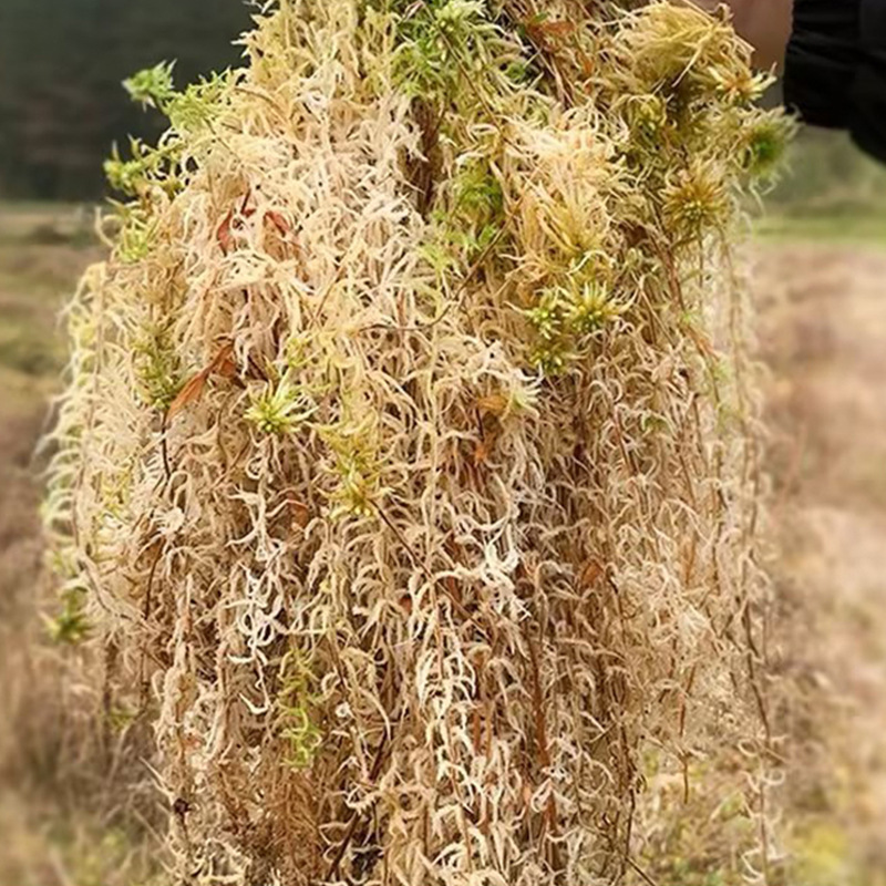วัสดุปลูกกล้วยไม้สำหรับตู้เลี้ - Sphagnum Moss Dry บทวิจารณ์และราคา